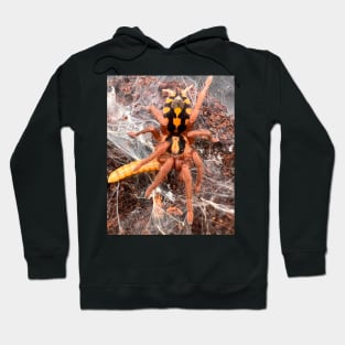 Hapalopus Colombia/Pumpkin Patch Tarantula Hoodie